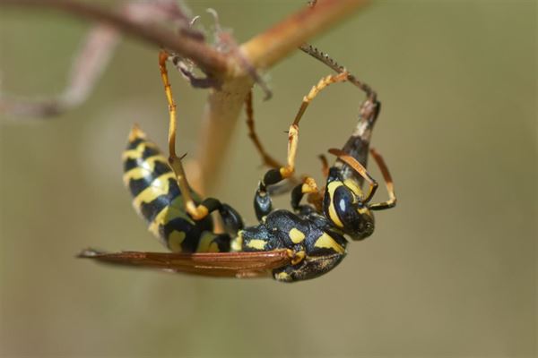 Hvepse: en stor spiller i naturen