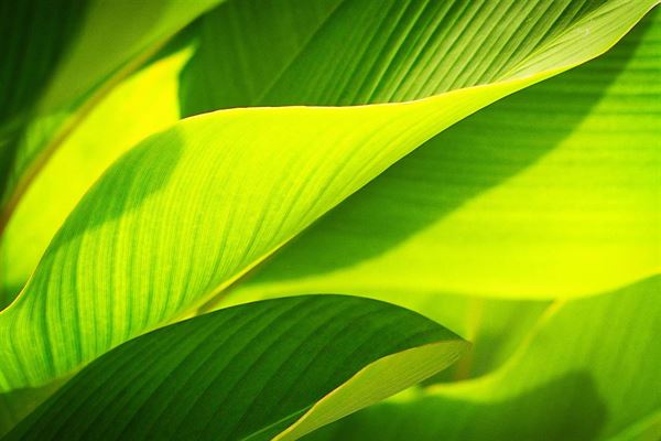 Komposterbar bioplantefolie og industrifolie fra ZENZO