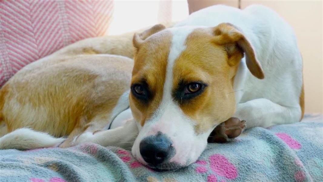 Hundetæppe – et must for hundeejeren