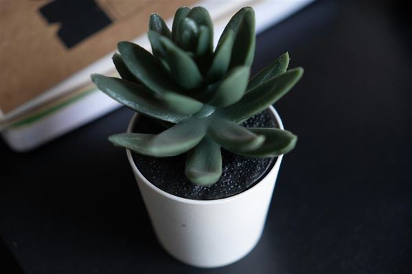 Kunstige planter - sådan bringer du grønt ind i dit hjem uden besvær