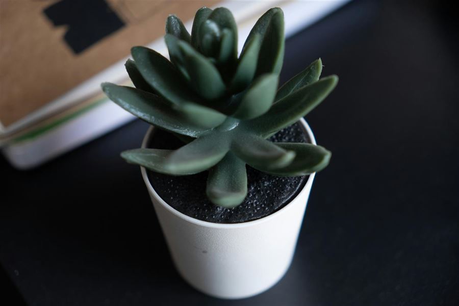 Kunstige planter - sådan bringer du grønt ind i dit hjem uden besvær